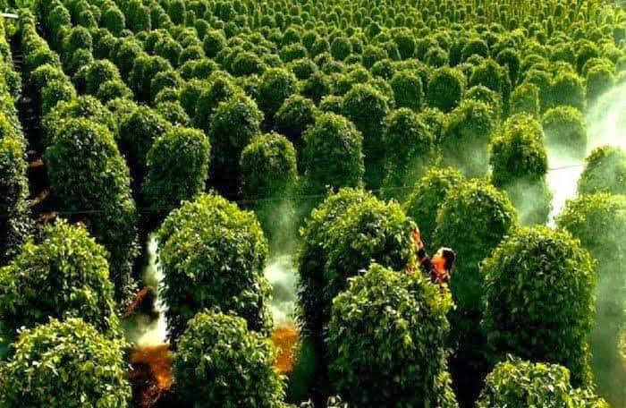 Hồ tiêu Phú Quốc